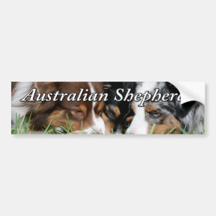 Australian Shepherd Bumper Sticker