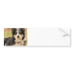 Australian Shepherd Bumper Sticker