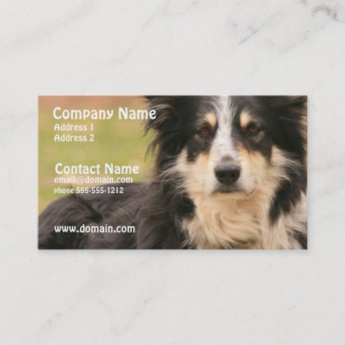 Australian Shepherd Business Card