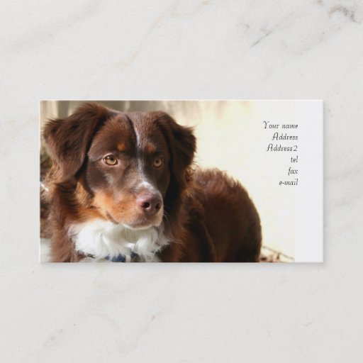 Customizable Australian Shepherd business cards