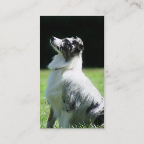 Australian Shepherd business cards