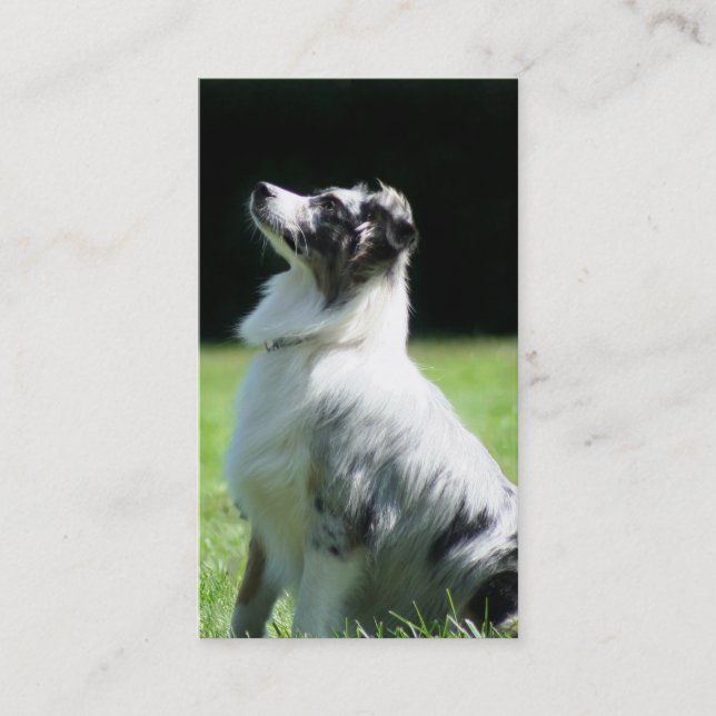 Australian Shepherd business cards (Front)