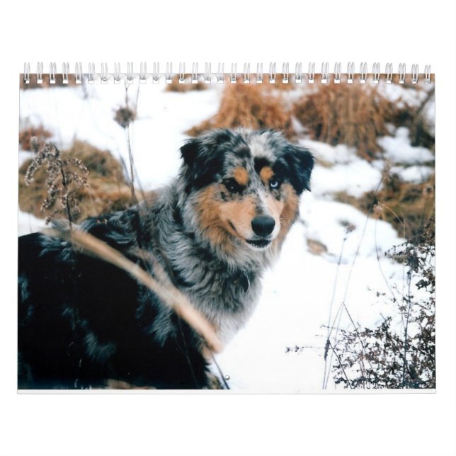 Australian Shepherd Calander Calendar (Cover)