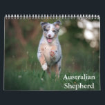 Australian Shepherd Calendar<br><div class="desc">A Calendar with 12 different pictures of Australian Shepherd</div>