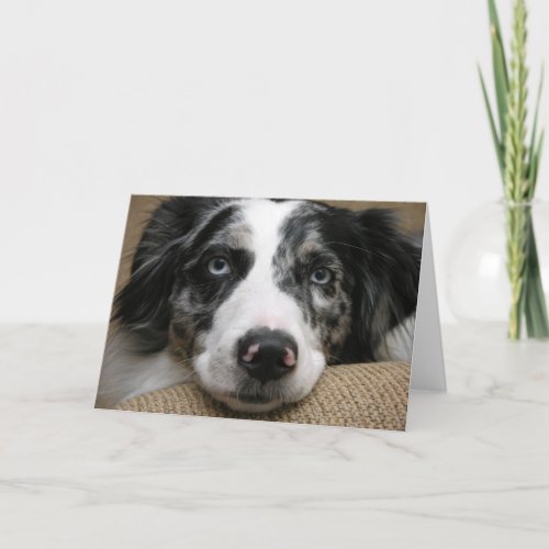 Australian shepherd Card