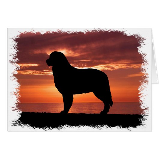 Australian Shepherd Cards (Front Horizontal)