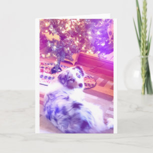Australian Shepherd Christmas Holiday Card