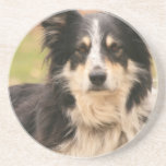 Australian Shepherd Coasters