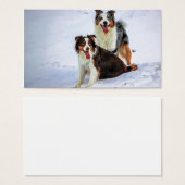 Australian shepherd couple dogs (Front & Back)
