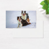 Australian shepherd couple dogs (Desk)