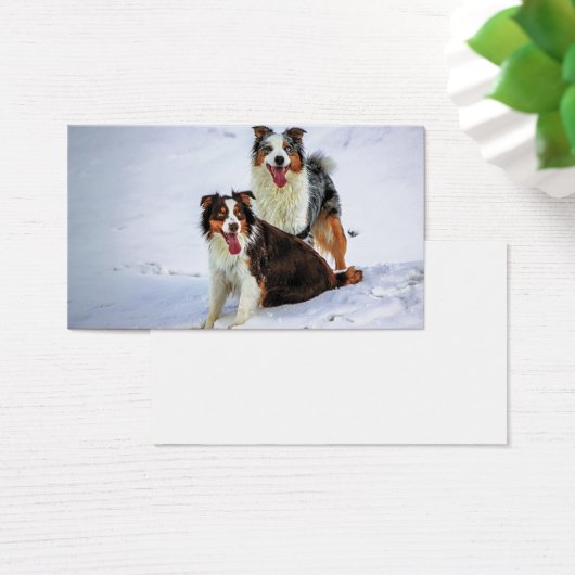 Australian shepherd couple dogs (Desk)
