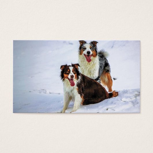 Australian shepherd couple dogs (Front)