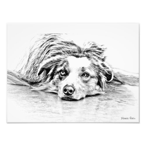 Australian Shepherd dog art Photo Print