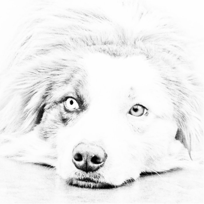 Australian Shepherd dog art Photo Sculptures