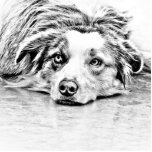 Australian Shepherd dog art Statuette<br><div class="desc">AUSTRALIAN SHEPHERD - GIFTS,  APPAREL,  AND ACCESSORIES FOR THOSE OF YOU WHO LOVE THE BEAUTIFUL AND SUPER INTELLIGENT AUSTRALIAN SHEPHERD.</div>