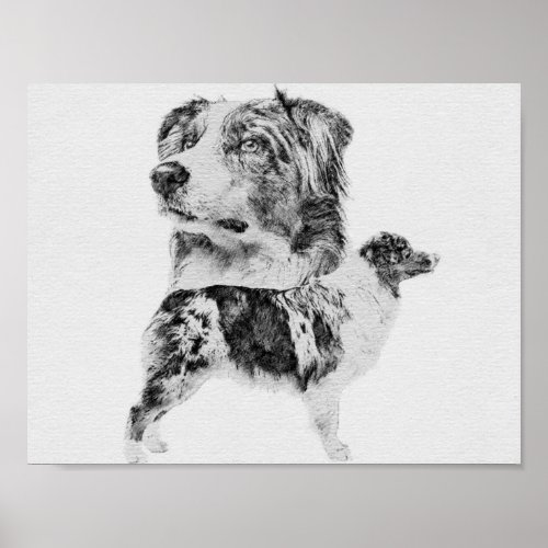 Australian Shepherd dog _ Aussie pencil sketch Poster