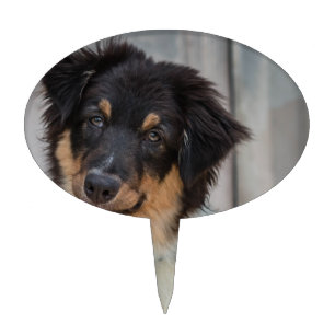 Australian Shepherd Dog Cake Topper