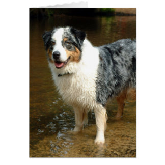 Australian Shepherd Dog Cards