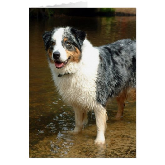 Australian Shepherd Dog Cards (Front)