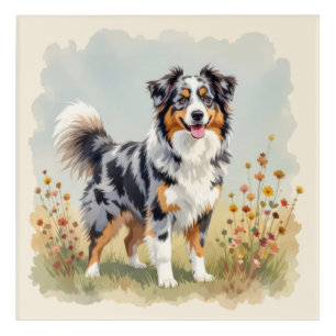 Australian Shepherd Dog Merle Long Tail Acrylic Print