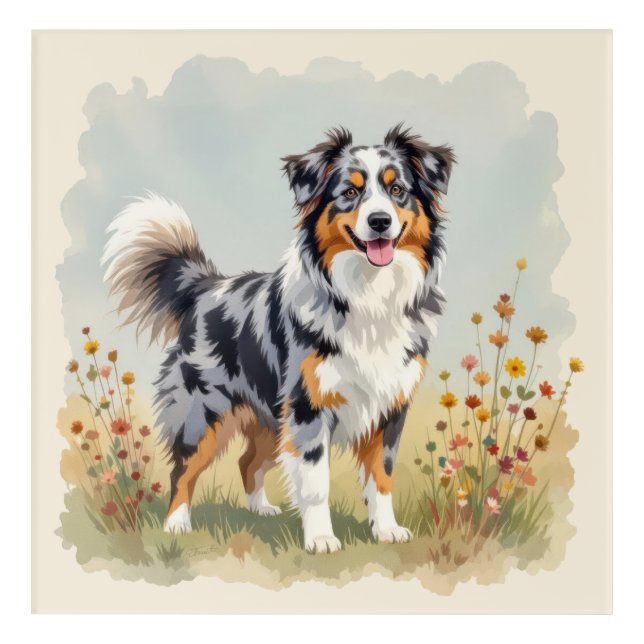 Australian Shepherd Dog Merle Long Tail Acrylic Print (Front)