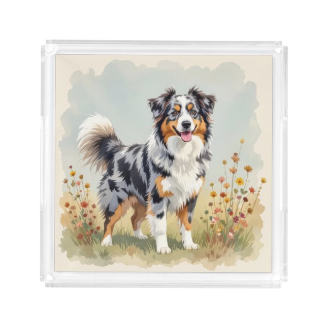 Australian Shepherd Dog Merle Long Tail Acrylic Tray (Front)