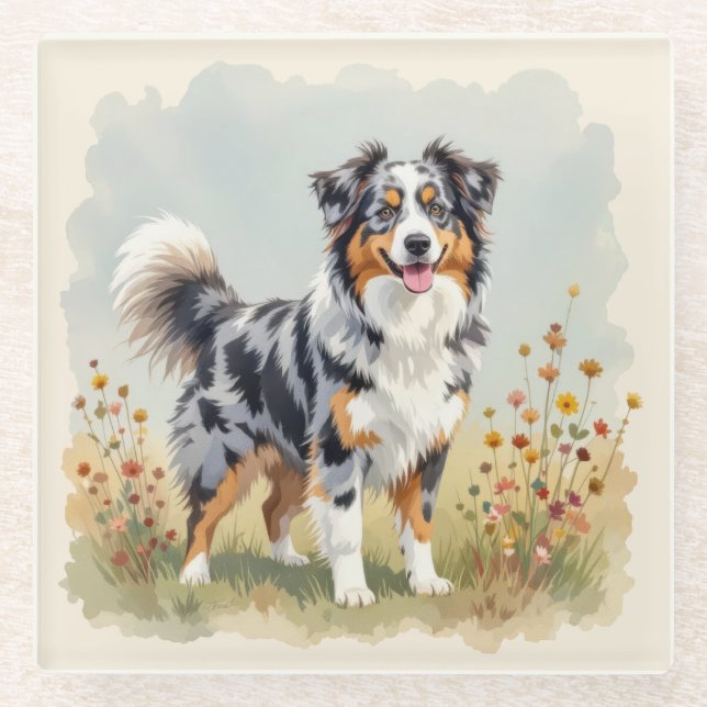 Australian Shepherd Dog Merle Long Tail Glass Coaster (Front)