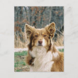 Australian Shepherd Dog Postcard