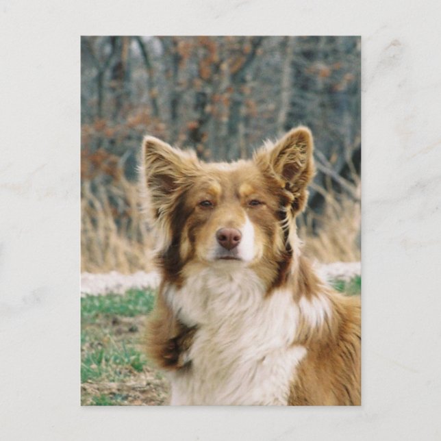 Australian Shepherd Dog Postcard (Front)