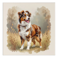 Australian Shepherd Dog Red Merle Aussie