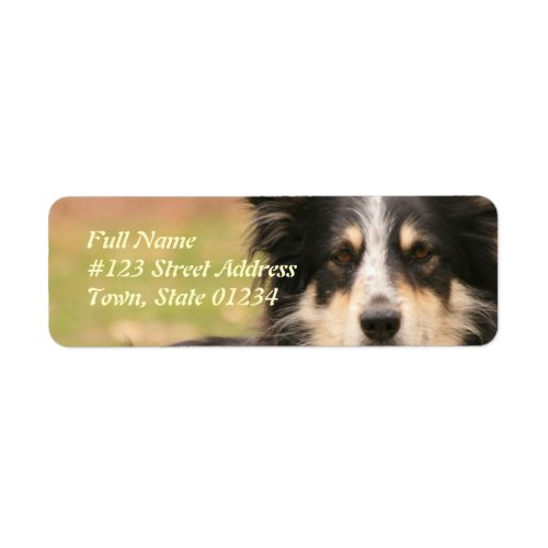 Australian Shepherd Dog Return Address Label