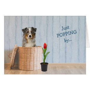 Australian Shepherd Dog Wicker Basket Birthday Cards