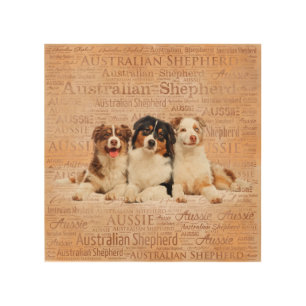 Australian Shepherd dogs on Word Cloud 1 Wood Wall Art