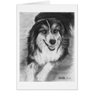 Australian Shepherd Drawing