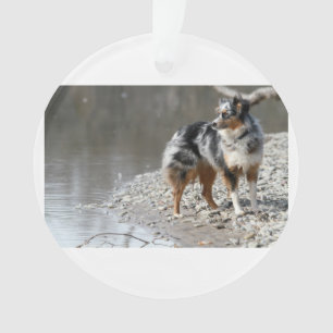 australian shepherd full blue merle ornament