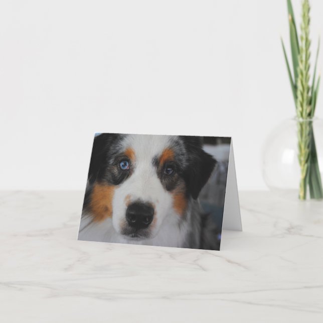 Australian Shepherd Happy Birthday Card (Front)
