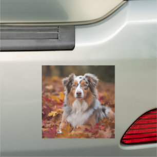 Australian Shepherd  in Autumn Leaves Fall Inspire Car Magnet