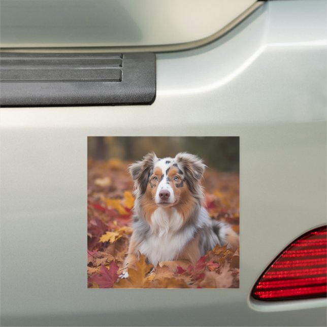 Australian Shepherd  in Autumn Leaves Fall Inspire Car Magnet (In Situ)