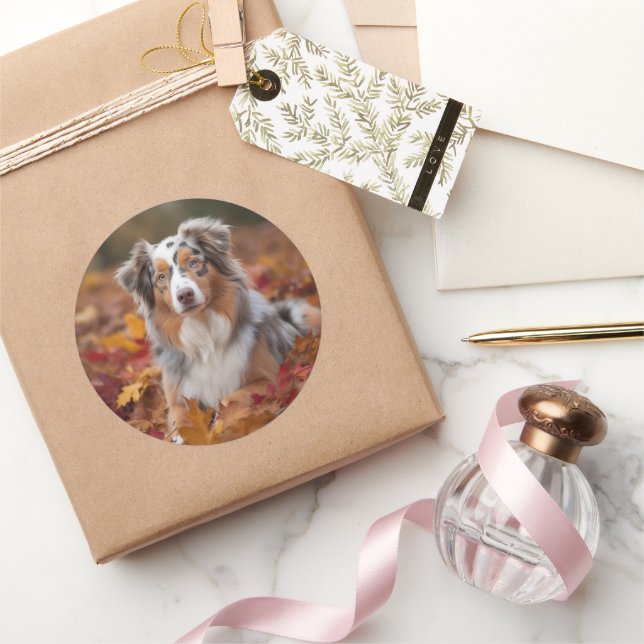 Australian Shepherd  in Autumn Leaves Fall Inspire Classic Round Sticker (Gifting)