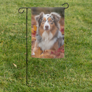 Australian Shepherd in Autumn Leaves Fall Inspire Garden Flag