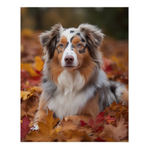 Australian Shepherd in Autumn Leaves Fall Inspire Poster