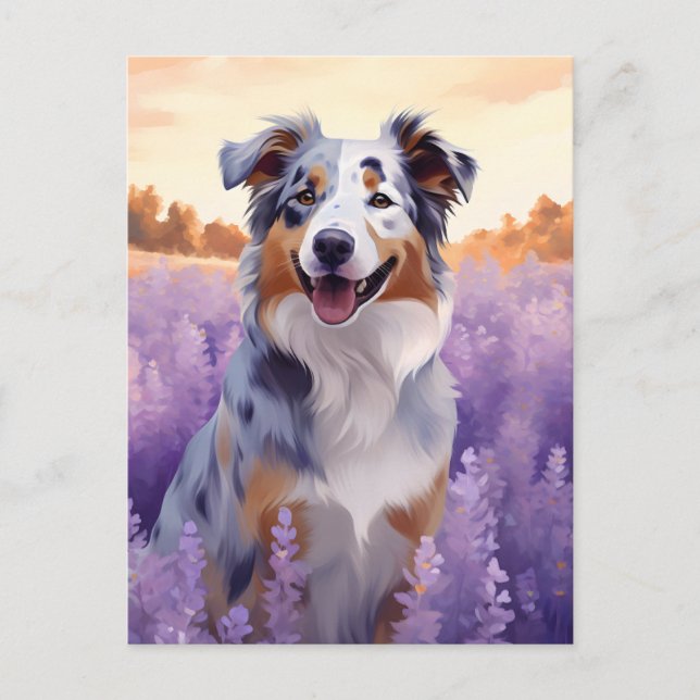 Australian Shepherd in Lavender field Postcard (Front)