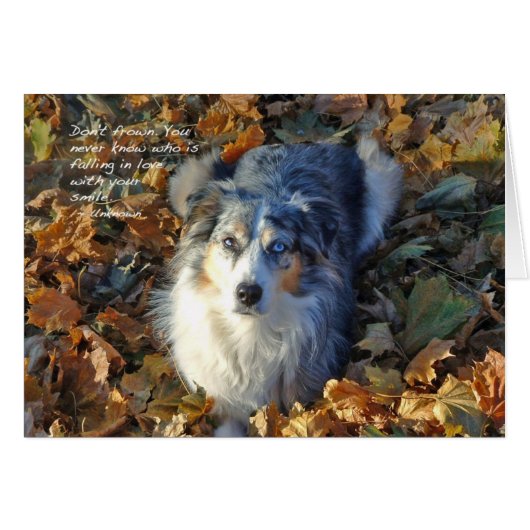 Australian Shepherd in Leaves (Front Horizontal)