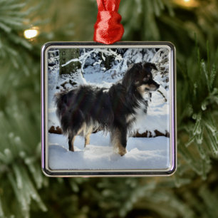 australian shepherd in snow full third metal ornament