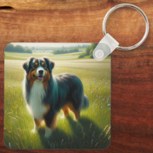 Australian Shepherd