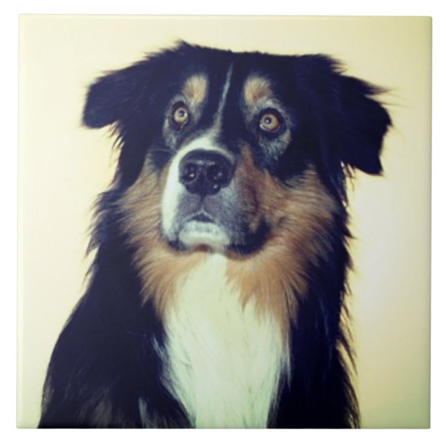 Australian Shepherd Love, Rescue Dog Best Friend Ceramic Tile (Front)