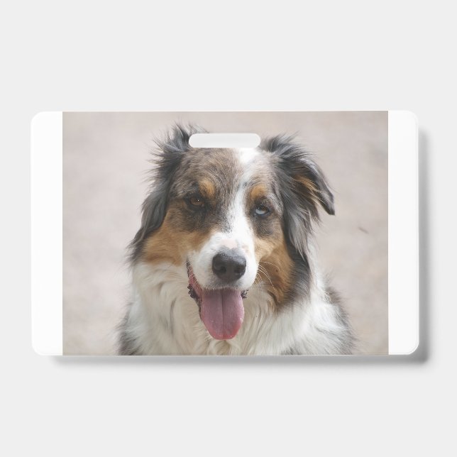 australian shepherd merle badge (Front)