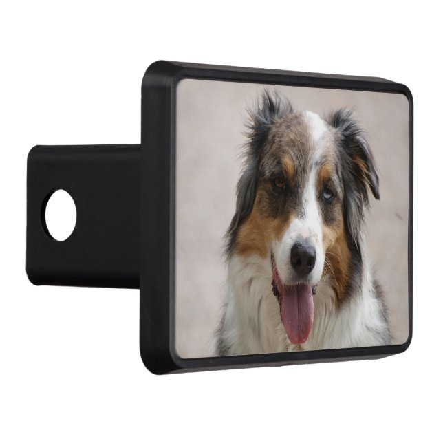 australian shepherd merle hitch cover (Right)