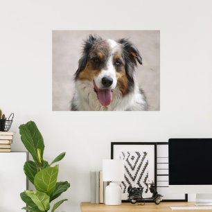 australian shepherd merle poster