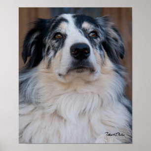 Australian Shepherd Mix Close Up Photograph Poster
